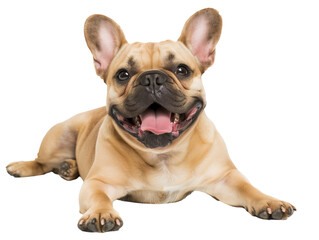 Fototapeta premium Full body shot of French Bulldog dog, lying down, smiling.