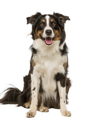 Full body shot of Australian Shepherd dog, sitting, smiling.