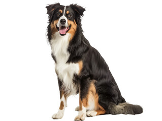 Fototapeta premium Full body shot of Australian Shepherd dog, sitting, smiling.
