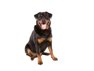 Fototapeta premium Full body shot of Rottweiler dog, sitting, smiling.