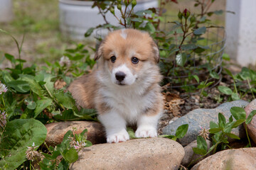 A cute Welsh corgi puppy sits near a bush of blooming roses on a walk in summer