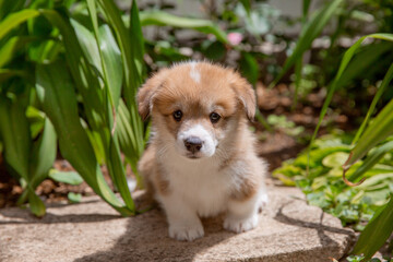 A cute Welsh corgi puppy sits near a bush of blooming roses on a walk in summer