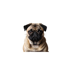 Obraz premium Pug, Dog isolated on white background