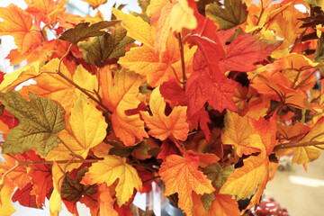 autumn background of colorful leaves