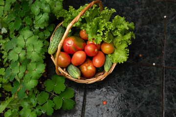 Harvesting red tomatoes in the garden