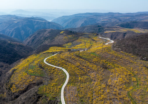 The blooming forsythia flowers in the mountainous areas of western Henan