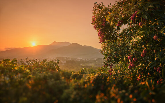 Sunrise in Maoming Litchi Production Area, Guangdong