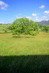 Gran roble enmedio de una pradera verde