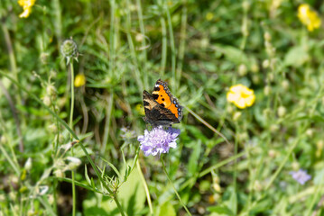 Small Tortoiseshell Butterfly (Aglais urticae) sitting on a small scabious in Zurich, Switzerland