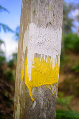 Señal con pintura amarilla y blanca en poste en bosque