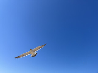 seagull