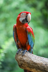 Close up head the red macaw parrot bird in garden