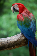 Close up head the red macaw parrot bird in garden
