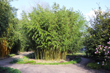 bamboo grove with young green bamboo trees