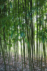 bamboo grove with young green bamboo trees