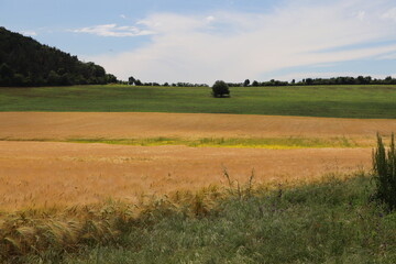 Obraz premium Park Narodowy Gór Bukowych (Bükki Nemzeti Park) - pole