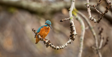 Image of a european kingfisher perched on a hanging branch with blurred background. Scotland, UK
