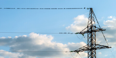 A large flock of black birds sits on high-voltage electrical wires.