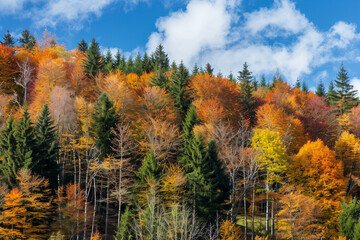 Fototapeta premium Stunning Autumn Landscape full of fall trees, orange, red and yellow leaves