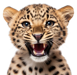 Obraz premium PNG Smiling leopard wildlife cheetah animal