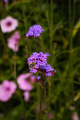 Obraz premium flowers in the garden