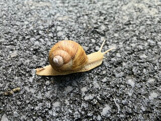 snail on the road