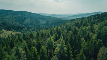 Obraz premium Elevated drone view showing a vast expanse of mountain forest stretching to the horizon