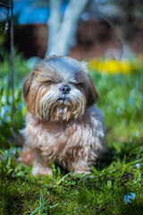 shih tzu dog is sitting on the green grass in the garden