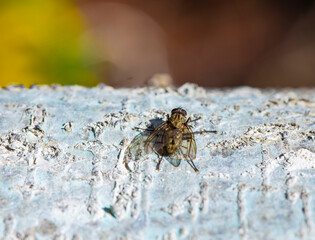 fly is sitting on a tree