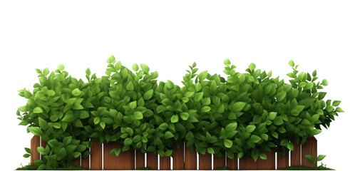 PNG Garden plant hedge leaf