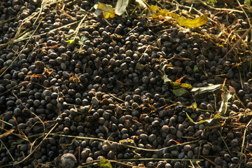 Goat Manure which can be used as organic fertilizer for plants