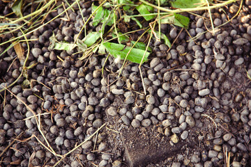 Goat Manure which can be used as organic fertilizer for plants