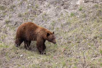 Black Bear in Yellowstone Naitonal Park Wyoming in Spring