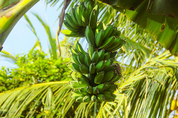 Obraz premium Green banana fruit that is still on the tree and ready to be harvested by farmers