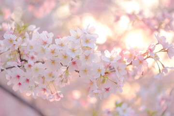 The image shows a close-up of a branch of cherry blossoms.