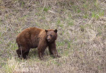 Black Bear in Yellowstone Naitonal Park Wyoming in Spring