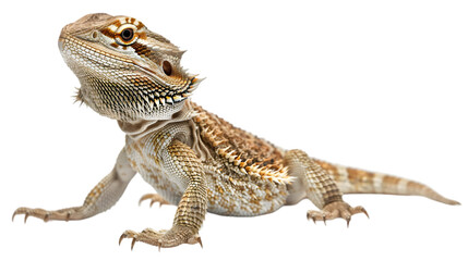 A close-up of a bearded dragon lizard looking upward,cutout on transparent backgrounds.