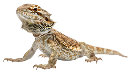 A close-up of a bearded dragon lizard looking upward,cutout on transparent backgrounds.