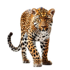 Obraz premium Leopard Walking and Looking Forward Isolated on White Background,cutout on transparent backgrounds.