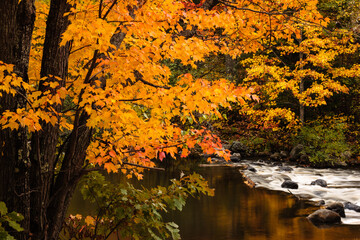 The orange and yellow of the changing maple leaves contrast against the rushing white water of the rapids on the Manitowish River near Boulder Junction, Wisconsin in early October