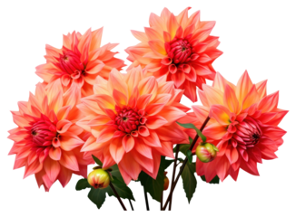 PNG Bouquet Dahlia dahlia flower plant