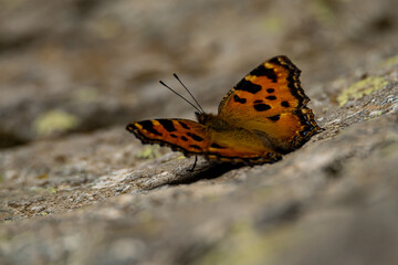 papillon