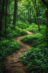 Fototapeta premium Winding path through lush green forest, serene atmosphere