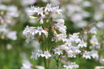 The blossoms of the wildflower amooth beard tongue. Penstemon digitalis.