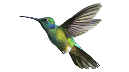 hummingbird flying isolated against transparent background