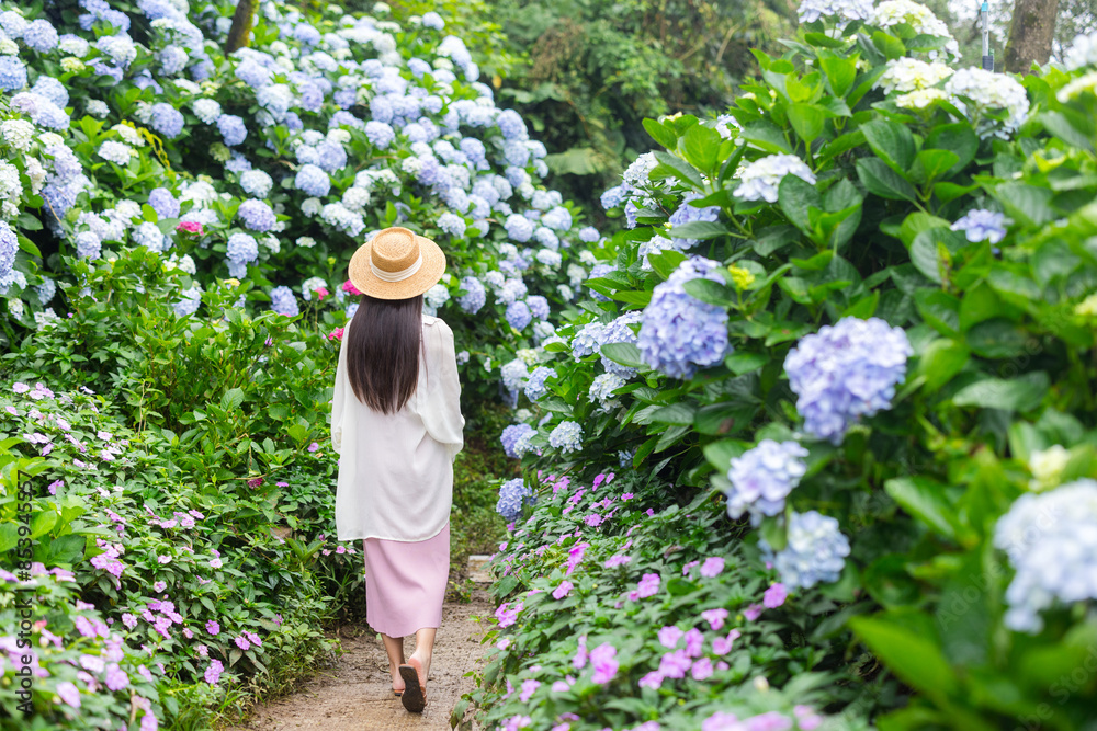 Canvas Prints Beautiful woman walk in the Hydrangea flower garden