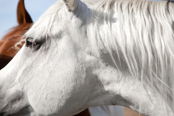 Close-up of a white-maned horse, unkempt, fragment. Sunlight.