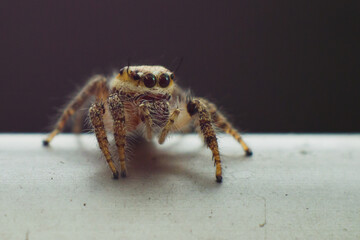 Salticidae or small hairy jumping spiders