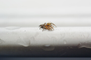 Salticidae or small hairy jumping spiders