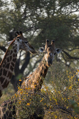 Two Giraffes among trees at sunset